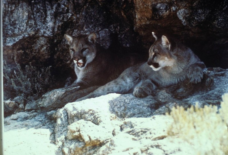 Mountain Lion (Puma concolor){!--퓨마/쿠거--> pair on rock; DISPLAY FULL IMAGE.