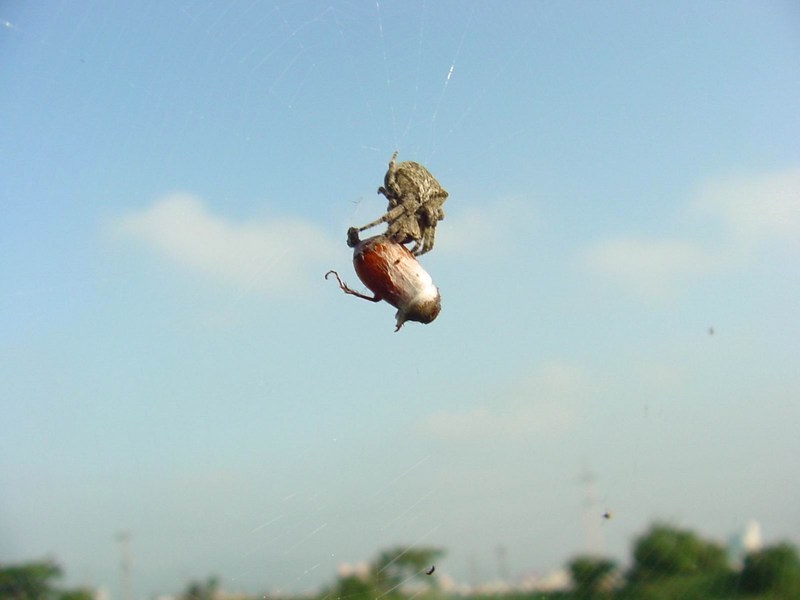 Spider with bug breakfast; DISPLAY FULL IMAGE.