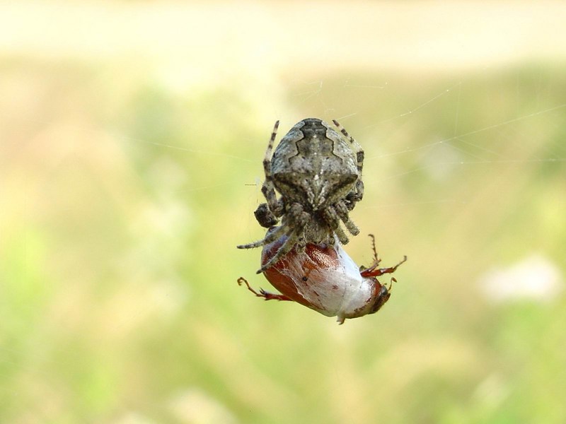 Spider with bug breakfast; DISPLAY FULL IMAGE.