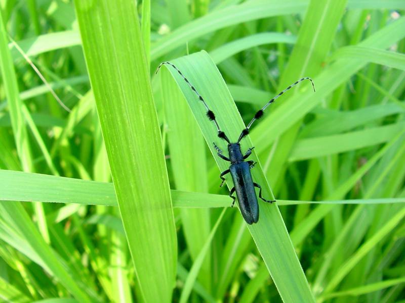 남색초원하늘소 Agapanthia pilicornis (Agapanthia Long-horned Beetle); DISPLAY FULL IMAGE.
