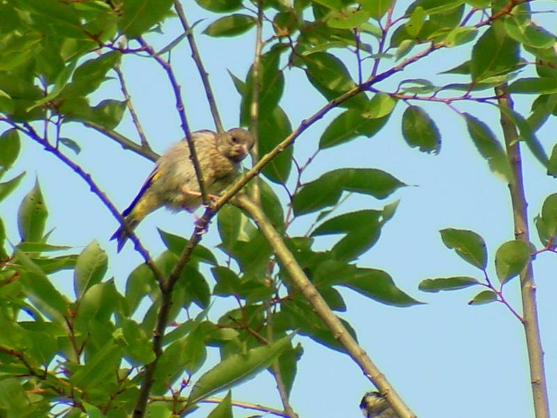 An unknown bird on tree; DISPLAY FULL IMAGE.