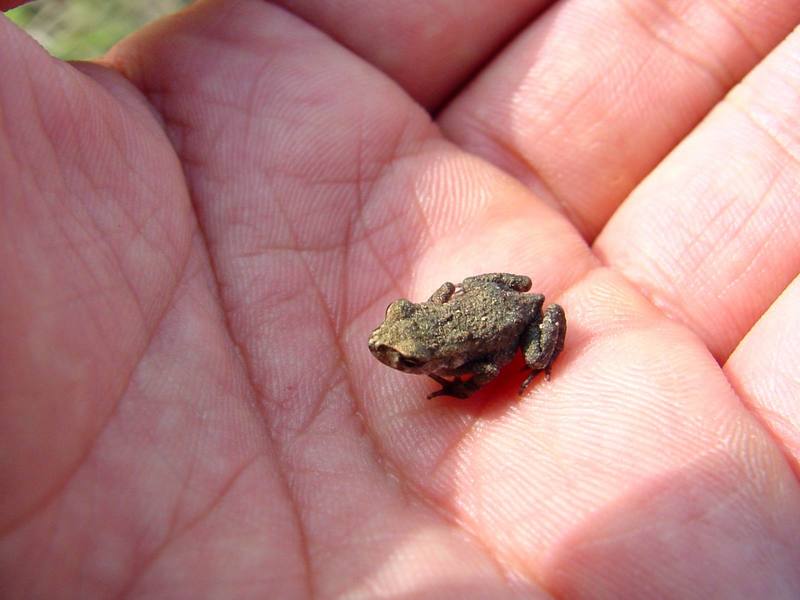Small frog on my hand (옴개구리 / Rana rugosa / Wrinkled Frog); DISPLAY FULL IMAGE.