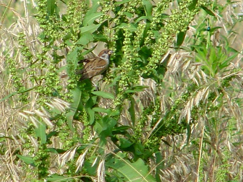 Tree sparrow{!--참새-->; DISPLAY FULL IMAGE.