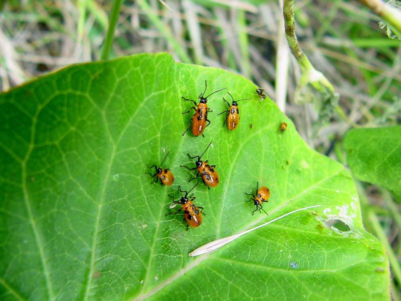 orange bugs (Nymphs of milkweed bug species); DISPLAY FULL IMAGE.