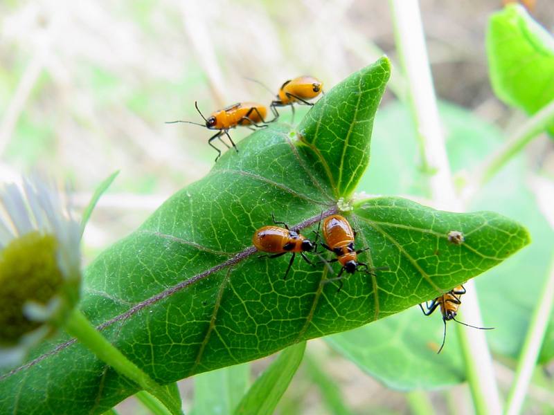 orange bugs (Nymphs of milkweed bug species); DISPLAY FULL IMAGE.