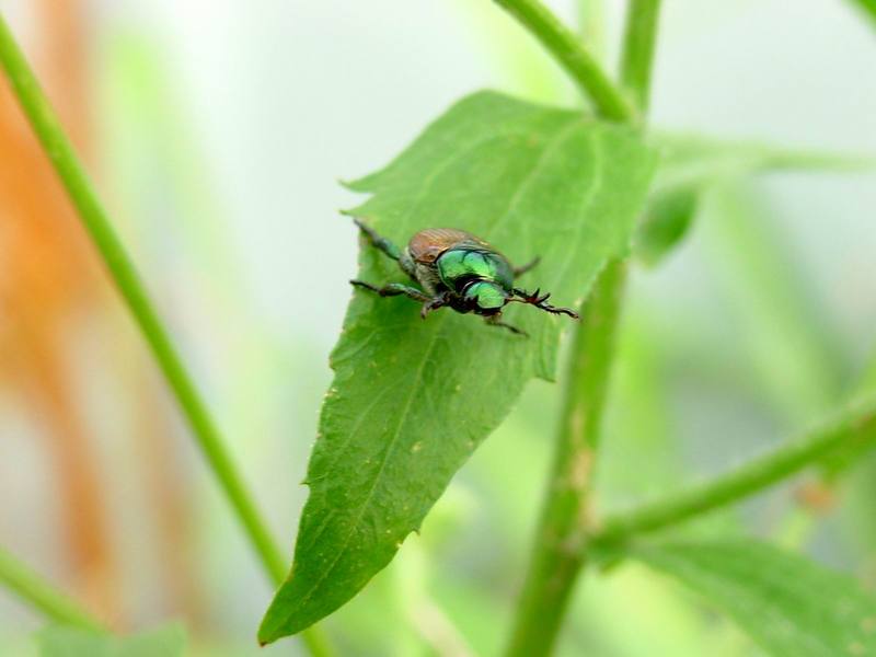 beetle; DISPLAY FULL IMAGE.