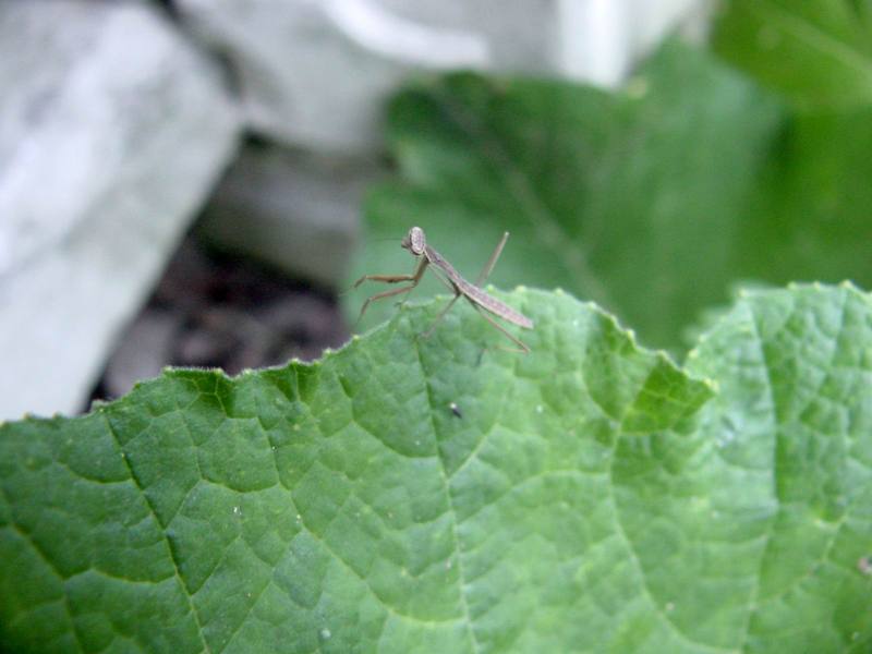 Mantis instar{!--새끼 사마귀-->; DISPLAY FULL IMAGE.