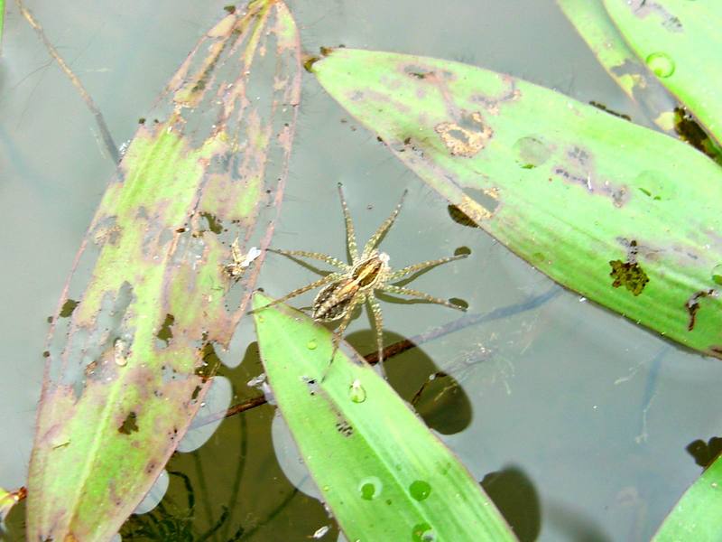 Water-striding spider; DISPLAY FULL IMAGE.