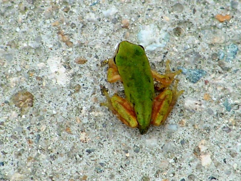 tree frog{!--청개구리-->; DISPLAY FULL IMAGE.