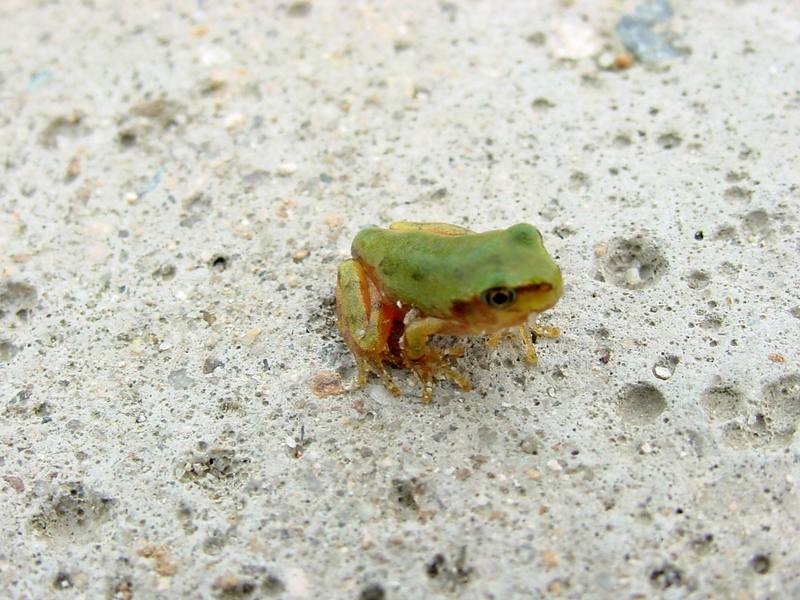 tree frog{!--청개구리-->; DISPLAY FULL IMAGE.