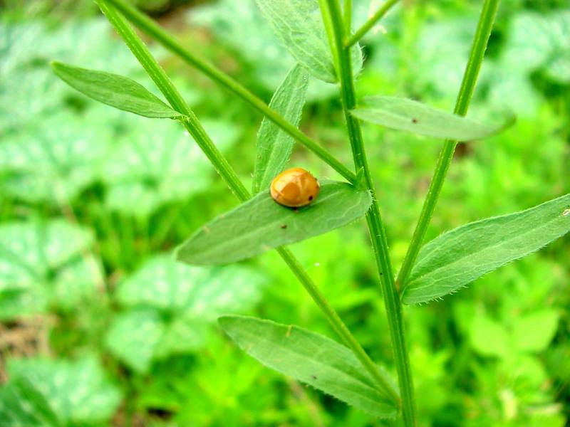 ladybug{!--무당벌레-->; DISPLAY FULL IMAGE.