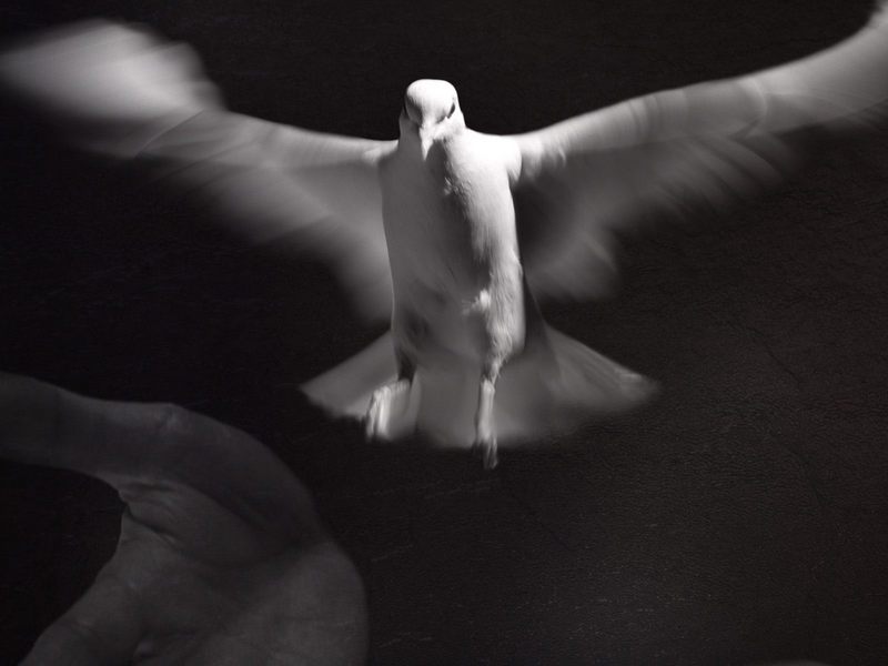 [Daily Photos 2002] Freedom of Spirit (Flight of a gull); DISPLAY FULL IMAGE.