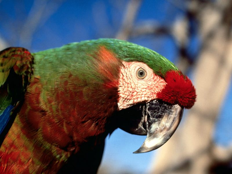 [Daily Photos 2002] Hybrid Macaw (Millitary Macaw?); DISPLAY FULL IMAGE.