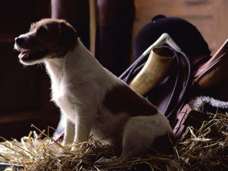 [Daily Photos 2002] Jack Russell Terrier; DISPLAY FULL IMAGE.