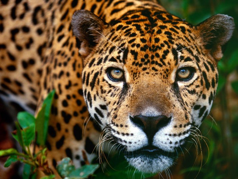[Daily Photos 2002] Jaguar, Belize; DISPLAY FULL IMAGE.