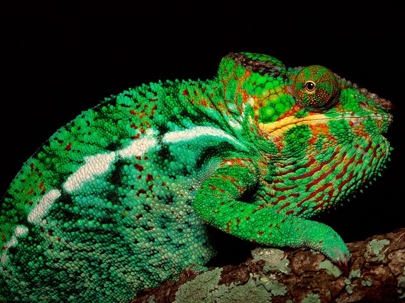 [Daily Photos 2002] male Panther Chameleon, Madagascar; DISPLAY FULL IMAGE.