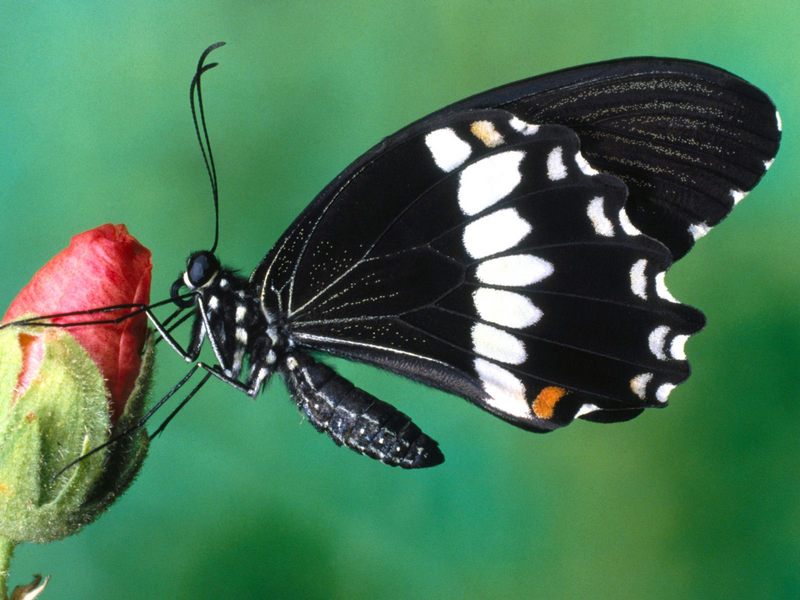[Daily Photos 2002] Papilio Polytes Butterfly; DISPLAY FULL IMAGE.