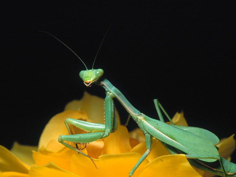 [Daily Photos 2002] Praying Mantis; DISPLAY FULL IMAGE.