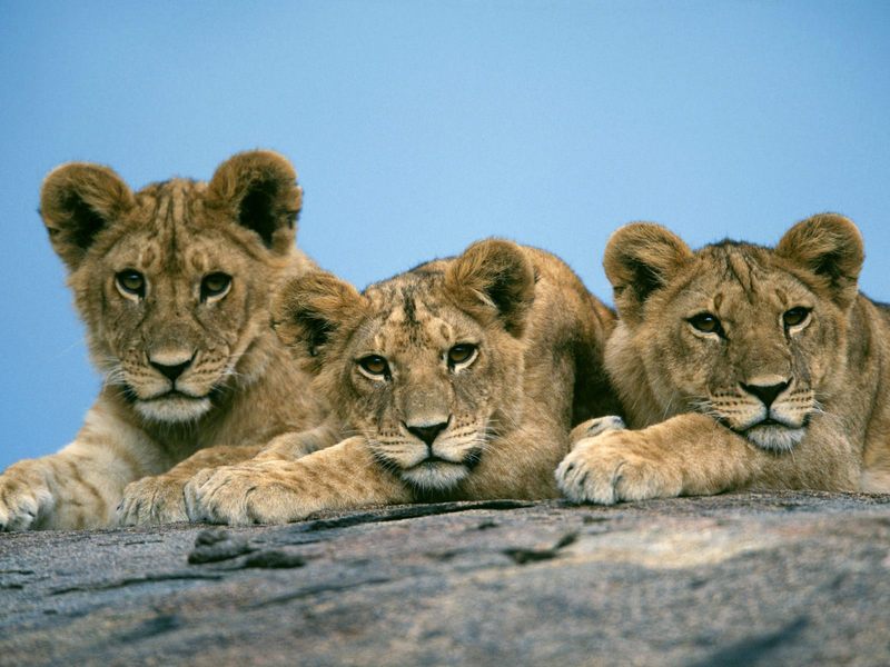 [Daily Photos 2002] Sleepy African Lion Cubs, Africa; DISPLAY FULL IMAGE.