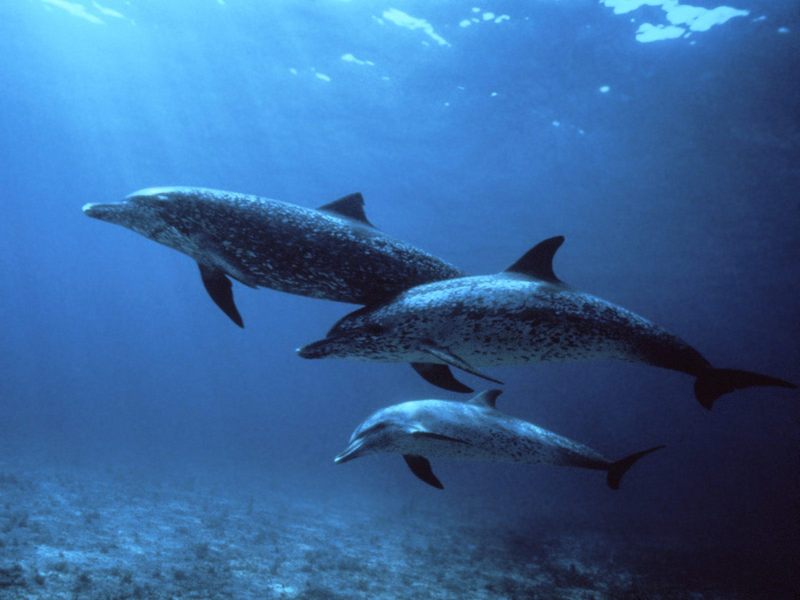 [Daily Photos 2002] Spotted Dolphins, Bahamas; DISPLAY FULL IMAGE.