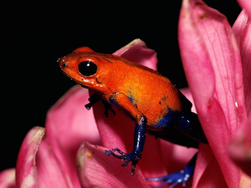 [Daily Photos 2002] Strawberry Poison Frog; DISPLAY FULL IMAGE.