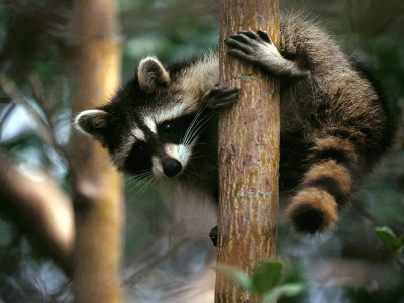 [Daily Photos 2002] Tree Hugger Raccoon (North American Racoon); DISPLAY FULL IMAGE.