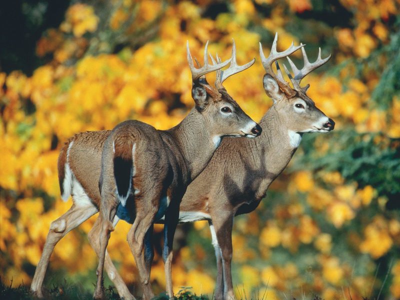 [Daily Photos 2002] White-tailed Deer pair; DISPLAY FULL IMAGE.