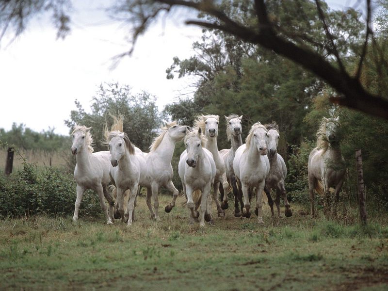 [Daily Photos 2002] Wild and Free Camargue Horses; DISPLAY FULL IMAGE.