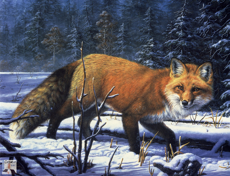 Catsmeat SDC 2003 - Weyer Wildlife Calendar 02: Red Fox - oil painting by R. W. Hedge; DISPLAY FULL IMAGE.