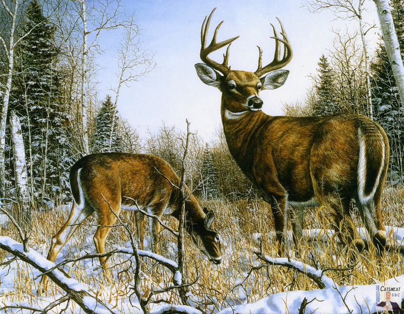Catsmeat SDC 2003 - Weyer Wildlife Calendar 12: White-tailed Deer - acrylic painting by Jim Hansel; DISPLAY FULL IMAGE.