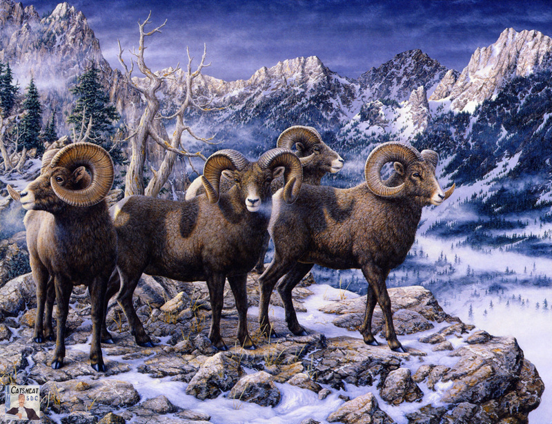 Catsmeat SDC 2004 - Weyer Wildlife Calendar 01: Bighorn Sheep by Jeff Tift; DISPLAY FULL IMAGE.