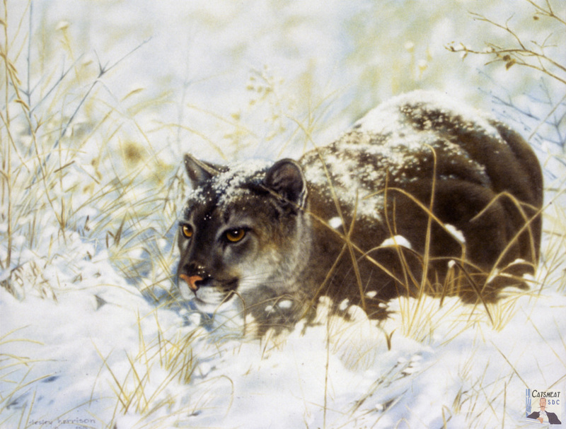 Catsmeat SDC 2004 - Weyer Wildlife Calendar 02: Cougar by Lesley Harrison; DISPLAY FULL IMAGE.