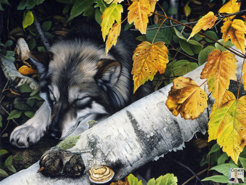Catsmeat SDC 2004 - Weyer Wildlife Calendar 08: Gray Wolf by Daniel Renn Pierce; DISPLAY FULL IMAGE.