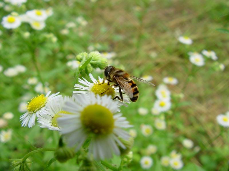 Hoverfly; DISPLAY FULL IMAGE.