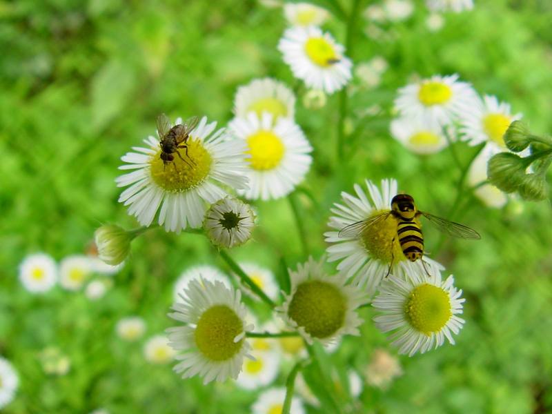 Hoverfly and fly; DISPLAY FULL IMAGE.