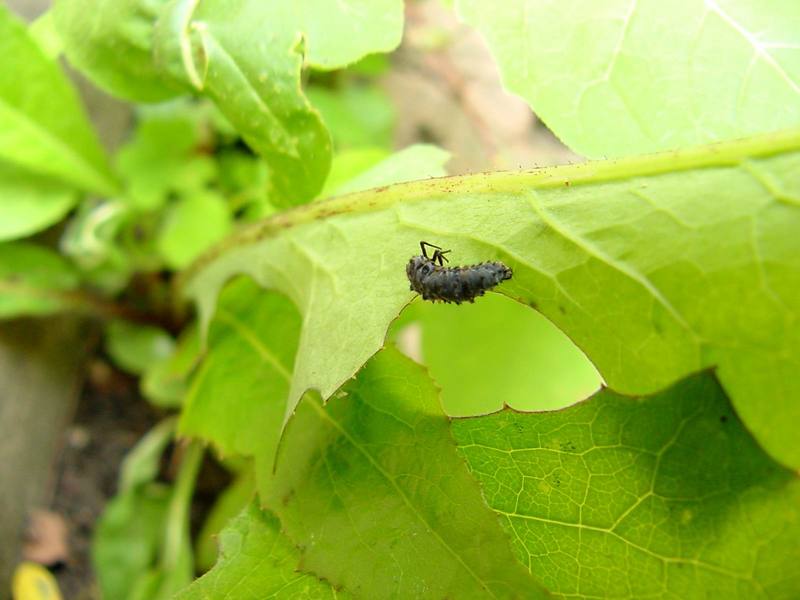 Ladybug's pupae; DISPLAY FULL IMAGE.