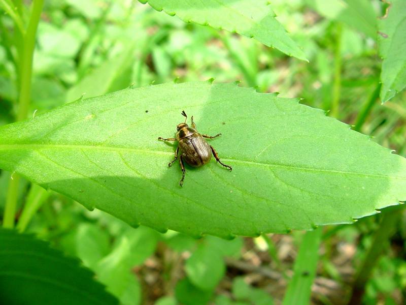 Beetle - Blitopertha pallidipennis {!--연노랑풍뎅이-->; DISPLAY FULL IMAGE.