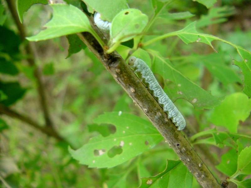 Caterpillar; DISPLAY FULL IMAGE.