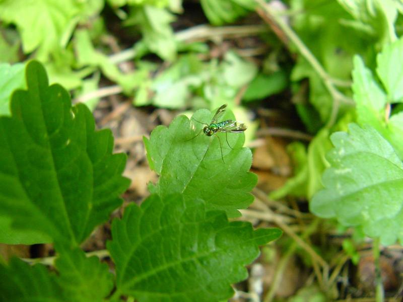Alpine greenbottle (Lucilia ampullacea) {!--산금파리-->; DISPLAY FULL IMAGE.