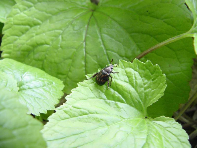 Beetle; DISPLAY FULL IMAGE.