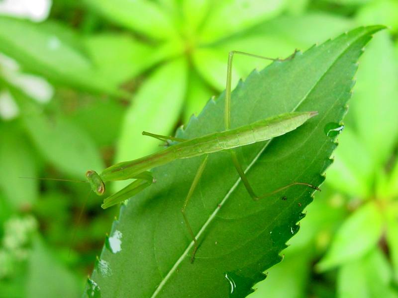 Mantis instar on leaf; DISPLAY FULL IMAGE.