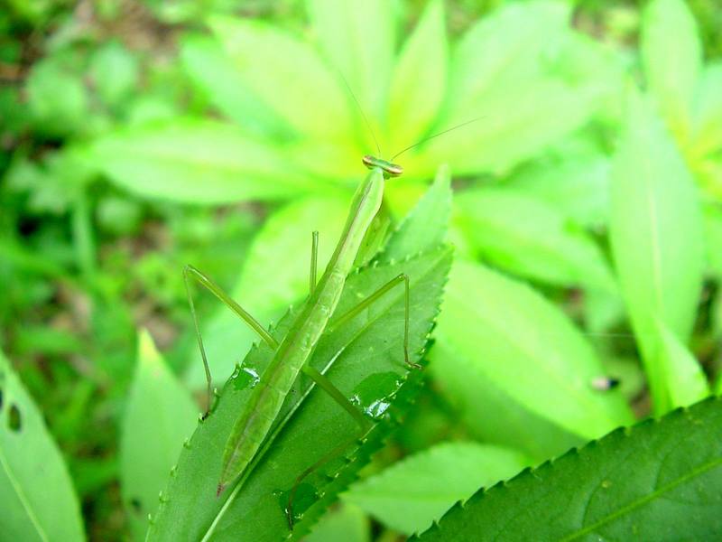 Mantis instar on leaf; DISPLAY FULL IMAGE.