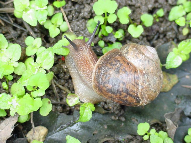 Korean Round Snail (Acusta despecta sieboldiana) {!--달팽이-->; DISPLAY FULL IMAGE.