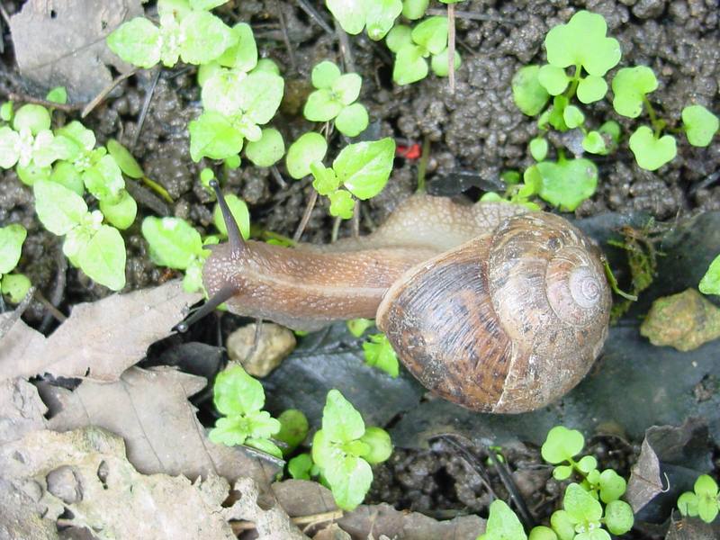 Korean Round Snail (Acusta despecta sieboldiana) {!--달팽이-->; DISPLAY FULL IMAGE.