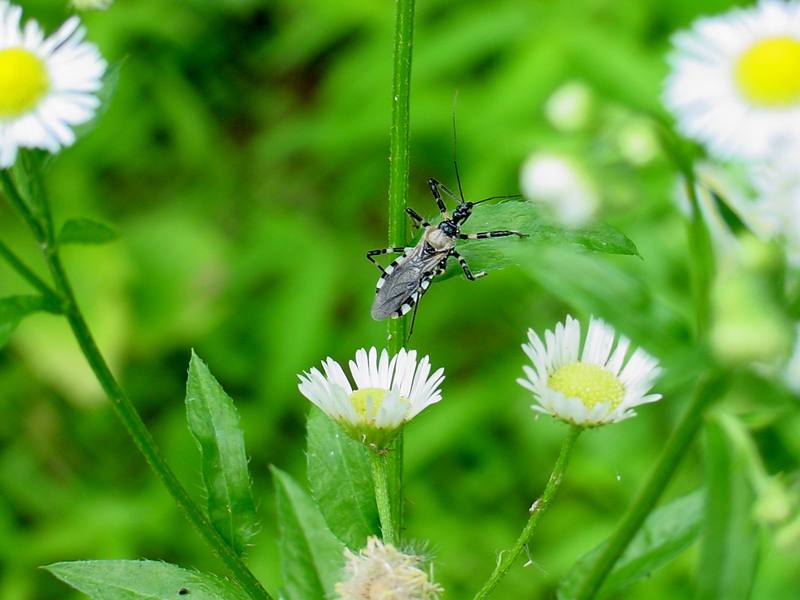 Stink bug like insect --> 다리무늬침노린재 Sphedanolestes impressicollis; DISPLAY FULL IMAGE.