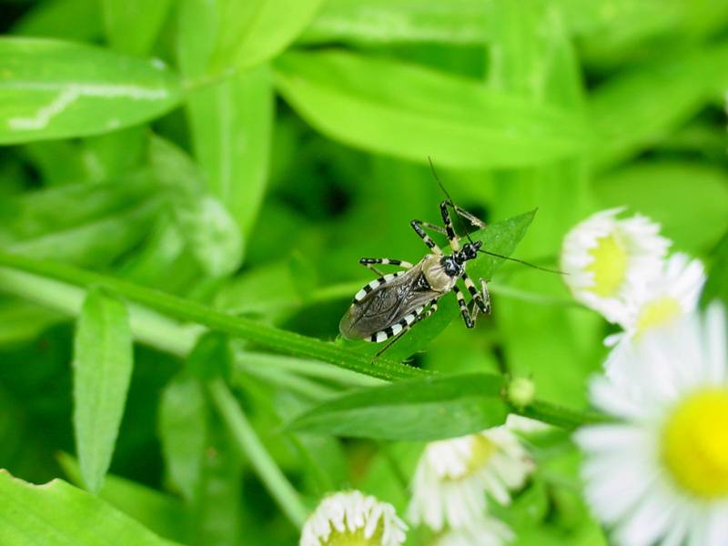 Stink bug like insect --> 다리무늬침노린재 Sphedanolestes impressicollis; DISPLAY FULL IMAGE.
