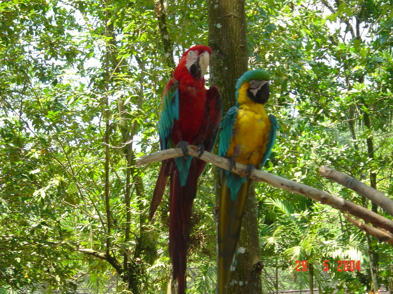 Birds in Love!; DISPLAY FULL IMAGE.