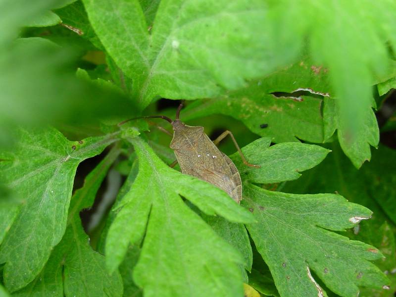 넓적배허리노린재 Homoeocerus dilatatus (Stink bug); DISPLAY FULL IMAGE.