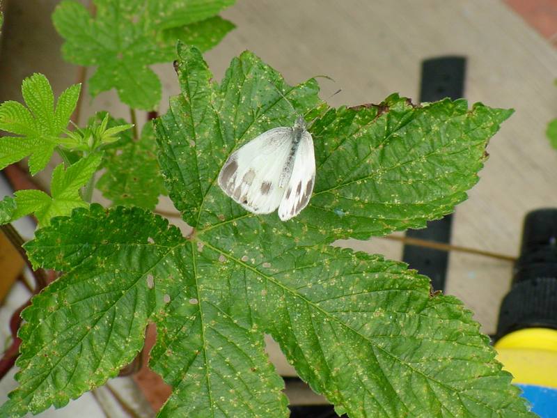 Indian Cabbage White butterfly (Pieris canidia) {!--대만흰나비-->; DISPLAY FULL IMAGE.