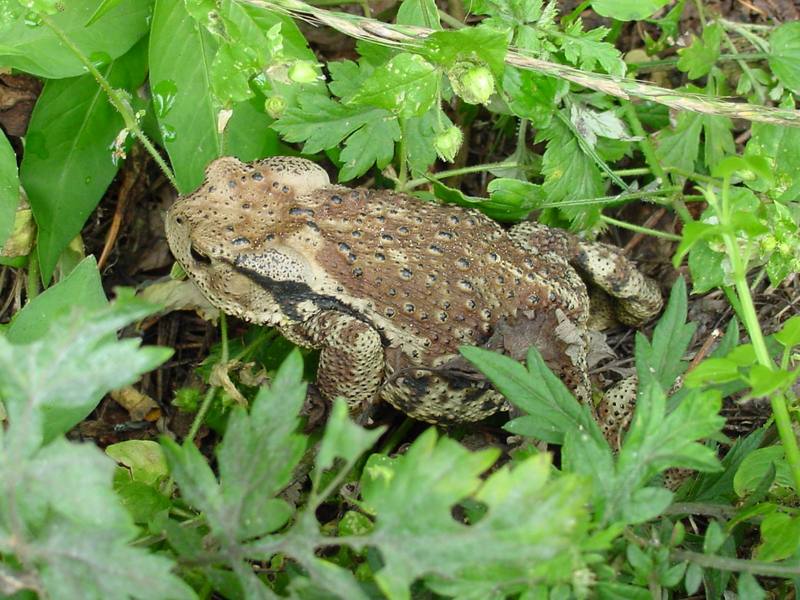 Korean Common Toad (Bufo bufo gargarizans) {!--두꺼비-->; DISPLAY FULL IMAGE.